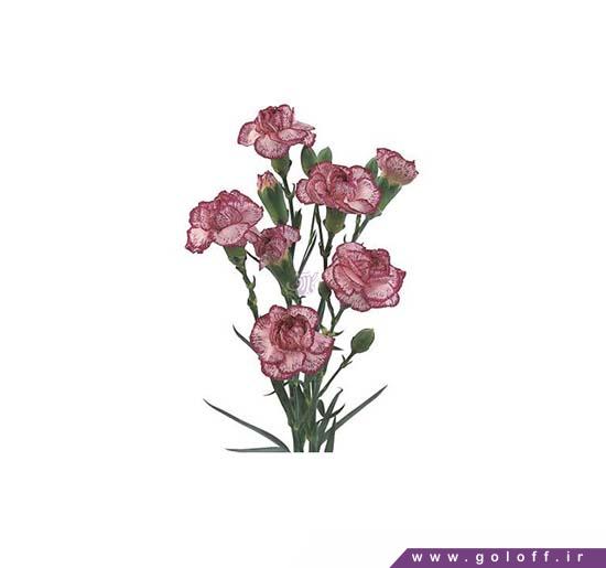 گل میخک مینیاتوری اسپکترو - Miniature Carnation | گل آف